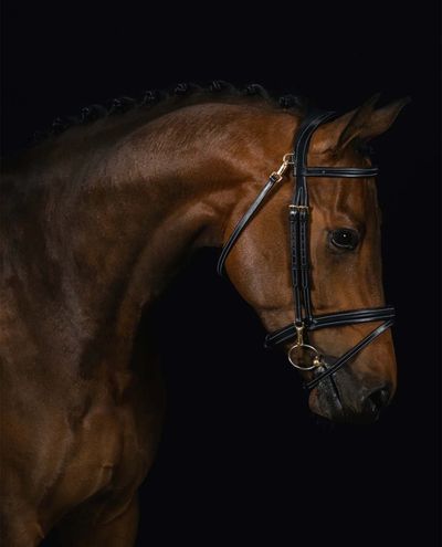 Ortega Bridle Black (Full)